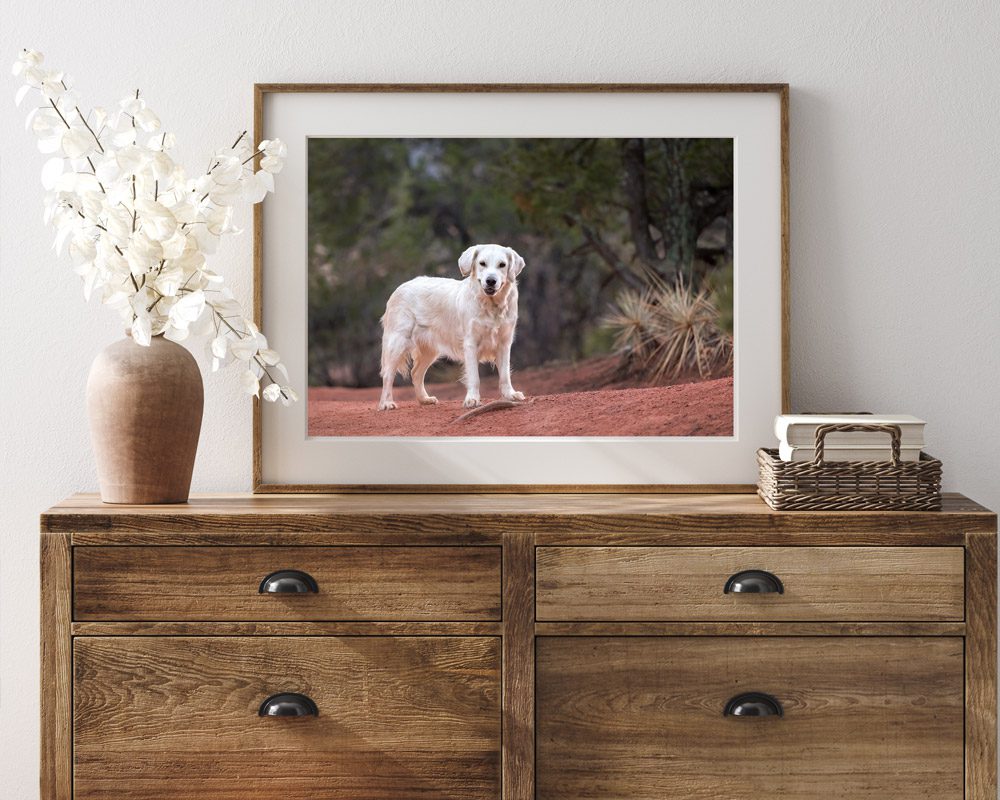 Picture of dog on dresser