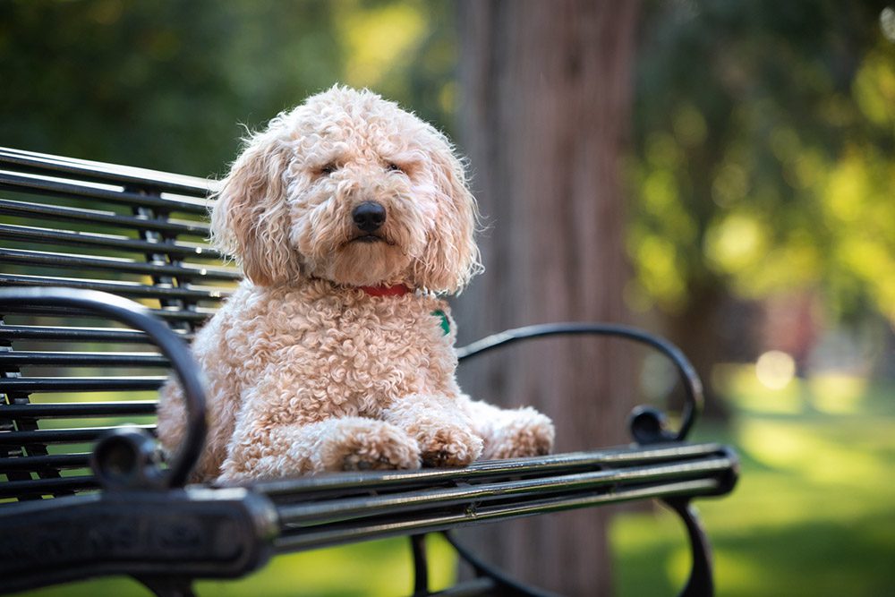 Goldendoodle on bench