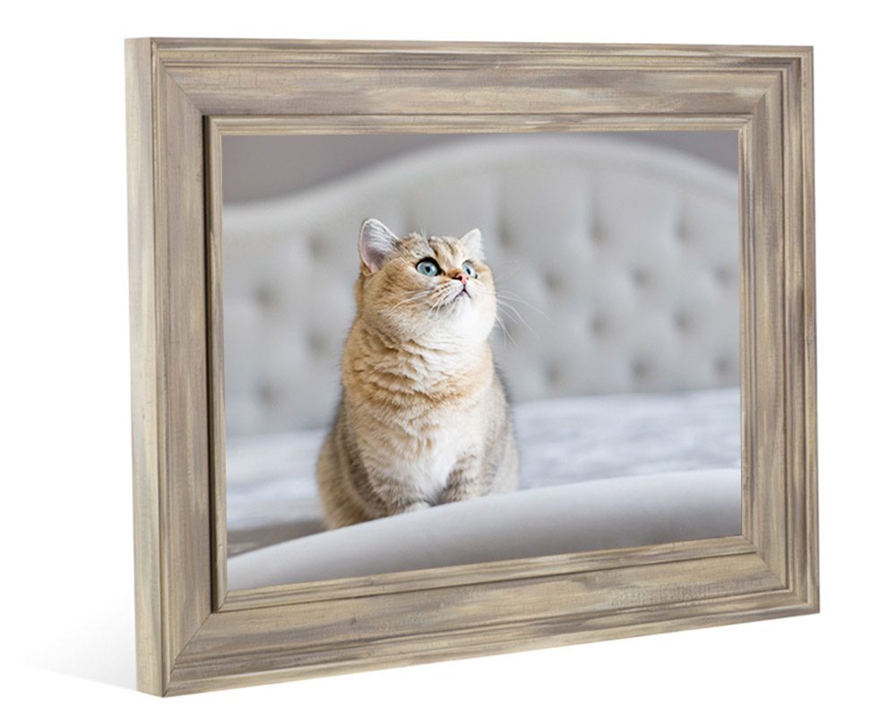 Cat in picture frame