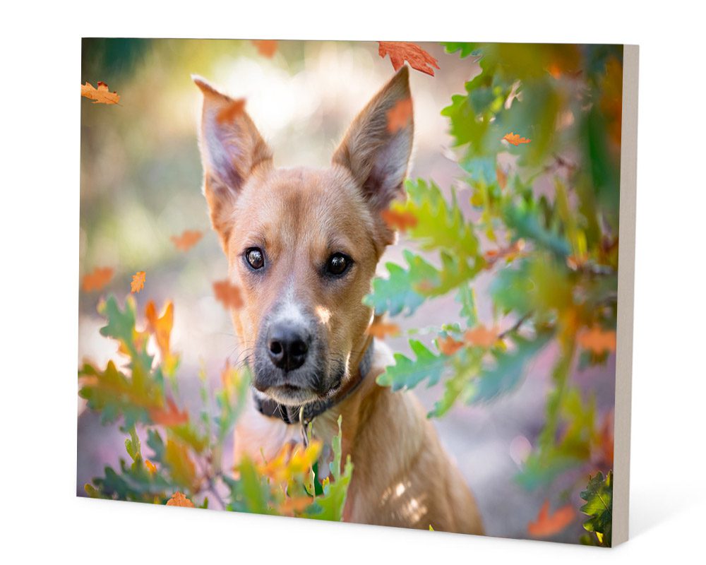 Picture of dog in leaves