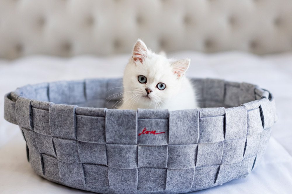 White kitten in basket