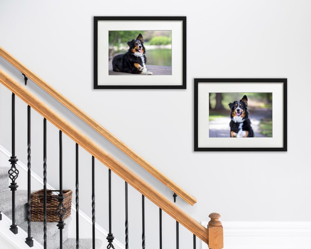 Pictures of dog in stairwell