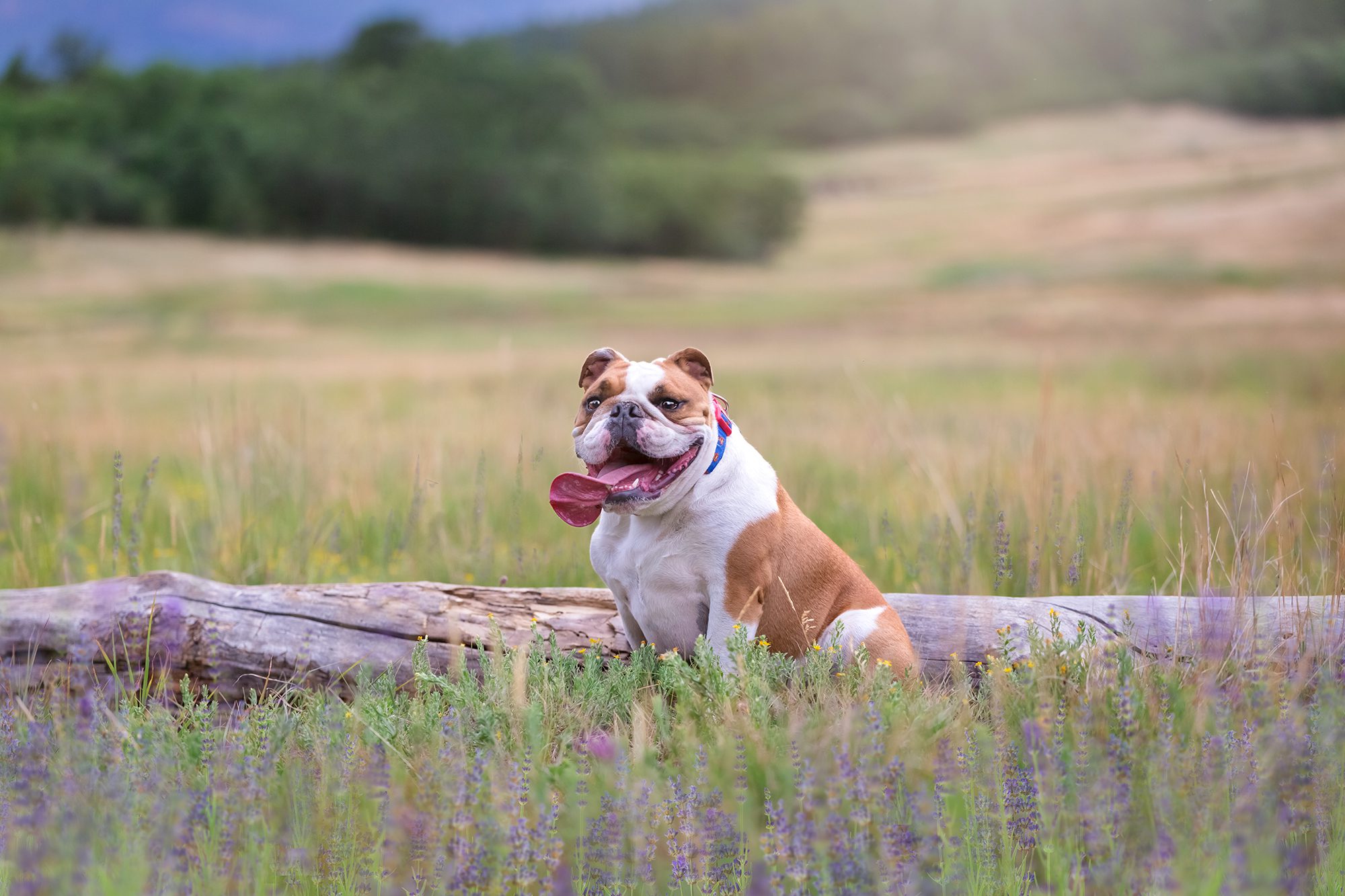 Bulldog in a Colorado field