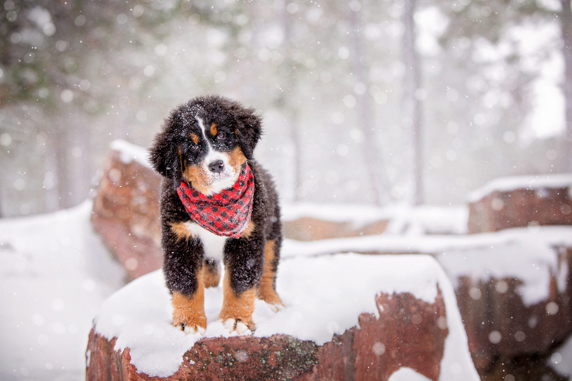 Bernese Mountain Dog in the snow