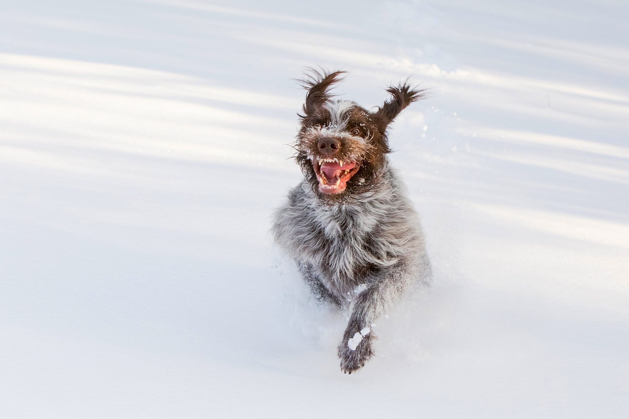 Wire Haired Griffon plowing through snow