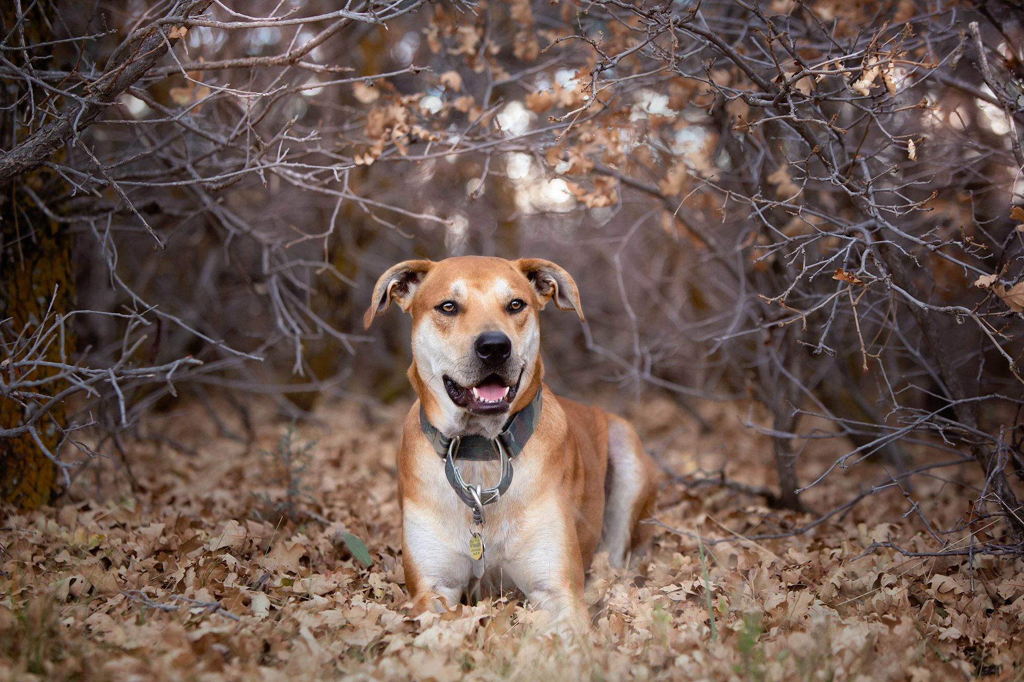 Brown dog in bush